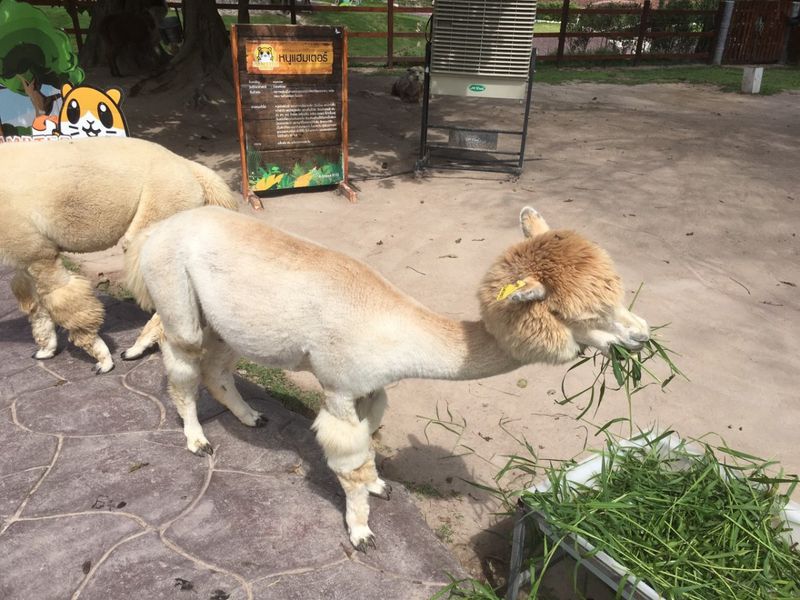 Автобусная экскурсия из Паттайи в Альпака Парк и Землю Королей (5/11)