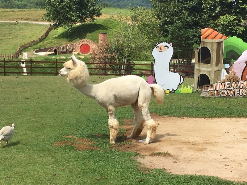 Автобусная экскурсия из Паттайи в Альпака Парк и Землю Королей (8/11)