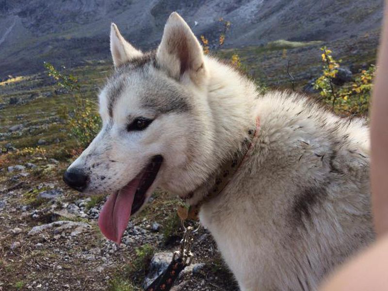 Хайкинг с Хаски в окрестностях Мурманска (5/8)
