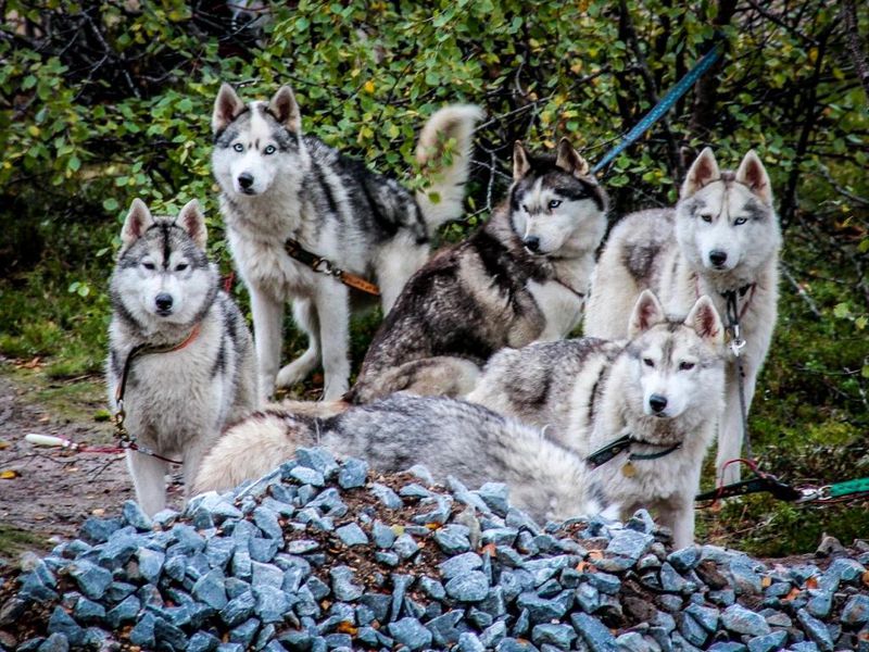 Хайкинг с Хаски в окрестностях Мурманска (4/8)
