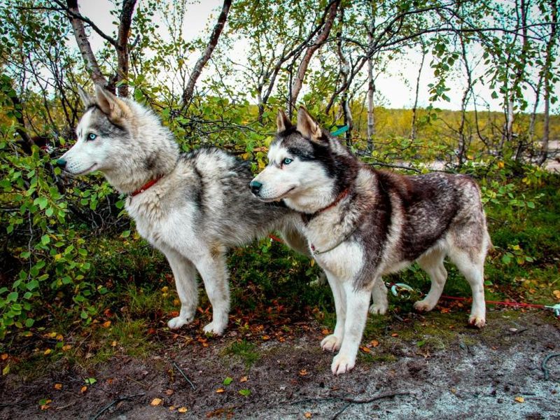 Хайкинг с Хаски в окрестностях Мурманска (2/8)