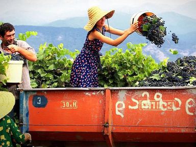 Ртвели — праздник сбора винограда!