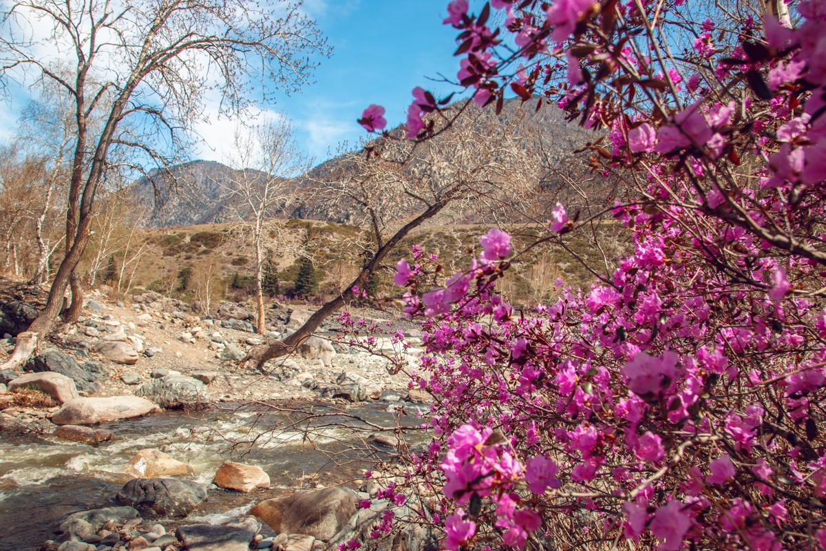 Фиолетовые горы Алтая (7/7)