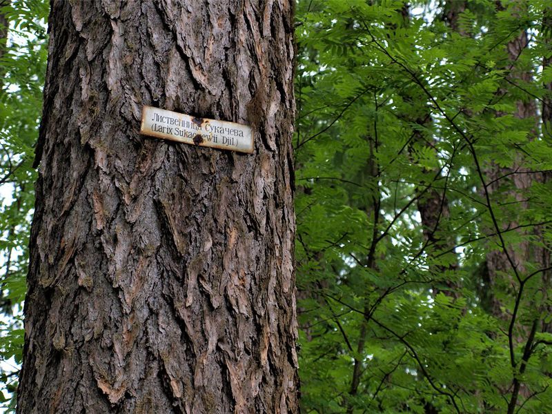 Секреты Линдуловской рощи (7/7)