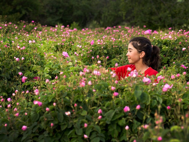 Богатства Ыспарты: поля дамасской розы и озеро Салда из Алании (7/18)