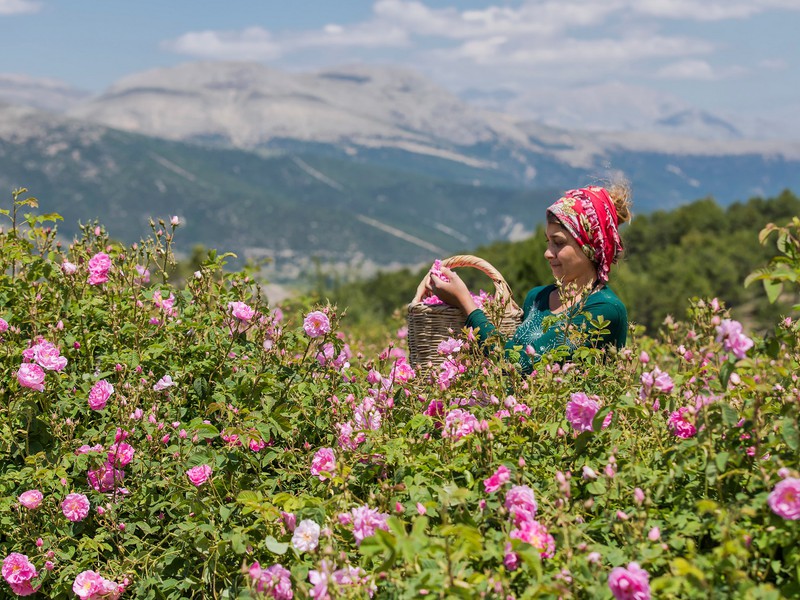 Богатства Ыспарты: поля дамасской розы и озеро Салда из Алании (8/18)