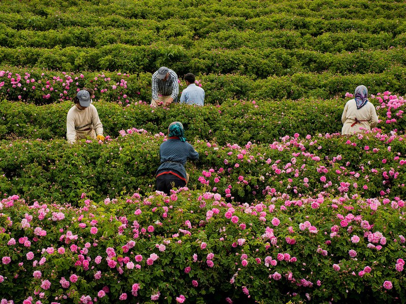 Богатства Ыспарты: поля дамасской розы и озеро Салда из Алании (5/18)