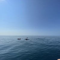 Фото отзыва 1: экскурсия "Экспедиция к черноморским дельфинам" Фото отзыва 1: экскурсия "Экспедиция к черноморским дельфинам"
