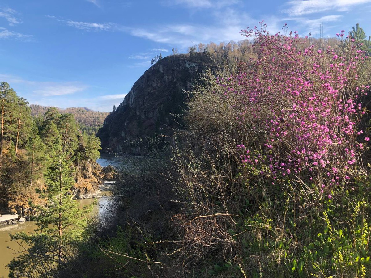 Фиолетовые горы Алтая (6/7)