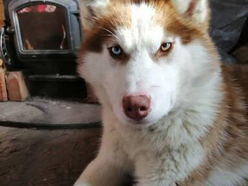 Хайкинг с Хаски в окрестностях Мурманска (7/8)