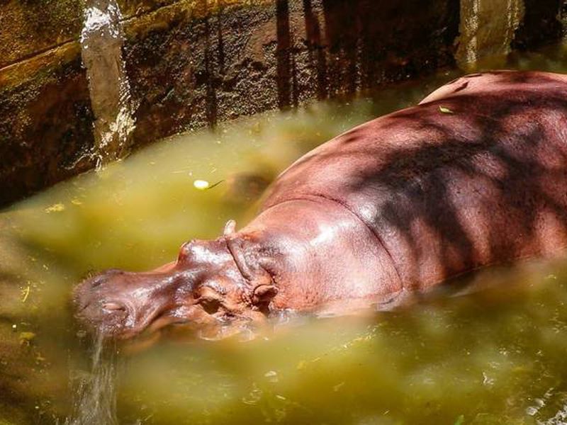 День открытий в Паттайе: сафари-парк, плантации и храмы (13/26)