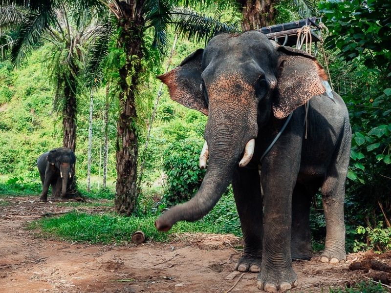 Озеро Чео Лан, или тайландский «Аватар» (5/8)