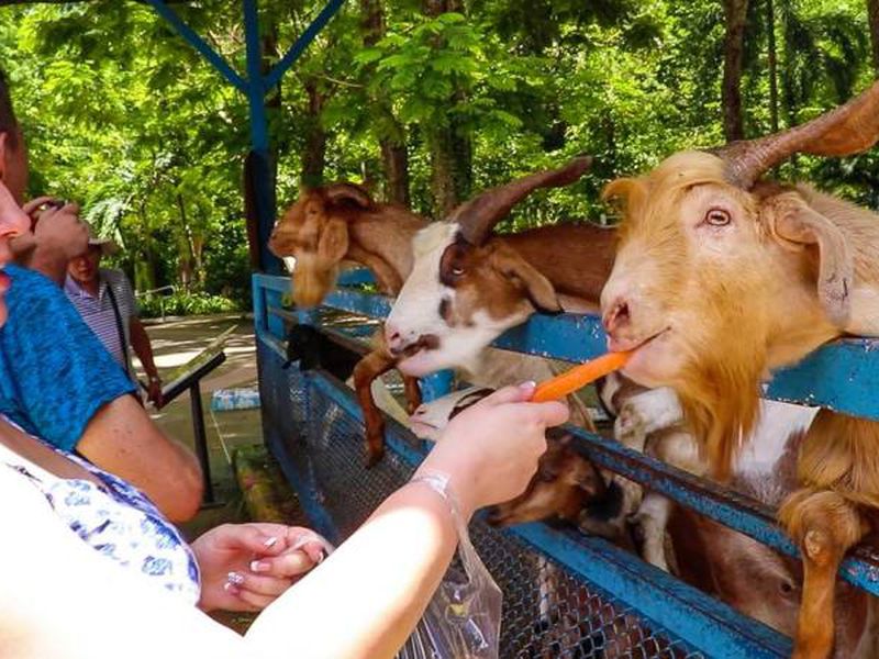 День открытий в Паттайе: сафари-парк, плантации и храмы (18/26)