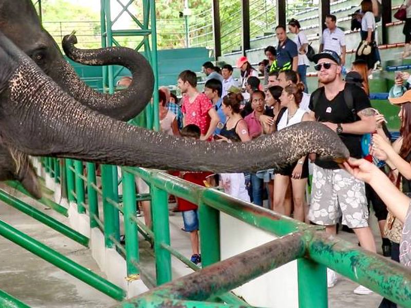 День открытий в Паттайе: сафари-парк, плантации и храмы (23/26)