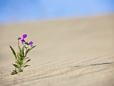 Фото 3 - Экскурсия: "Путешествие на Куршскую косу через Зеленоградск" Фото 3 - Экскурсия: "Путешествие на Куршскую косу через Зеленоградск"