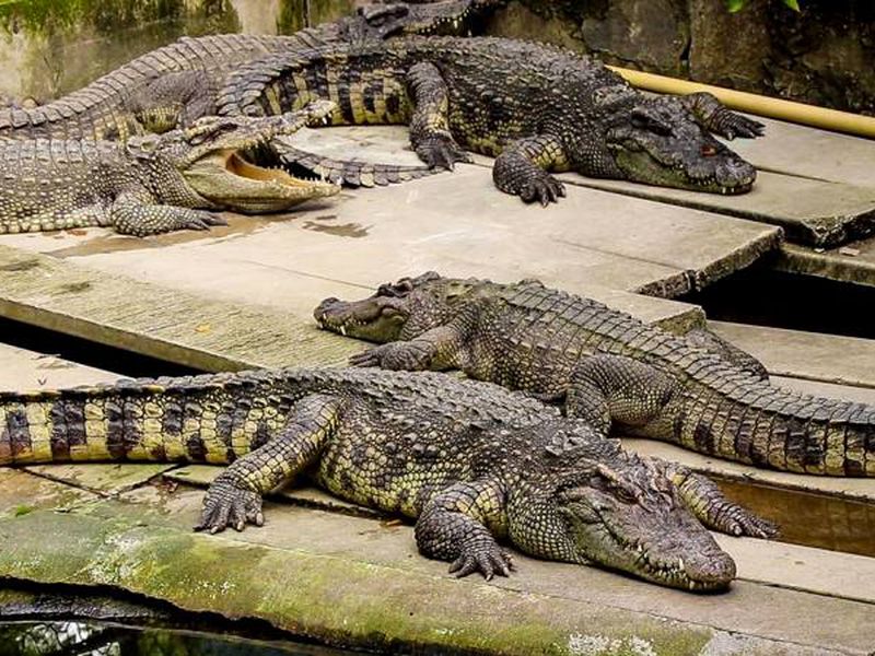 День открытий в Паттайе: сафари-парк, плантации и храмы (14/26)