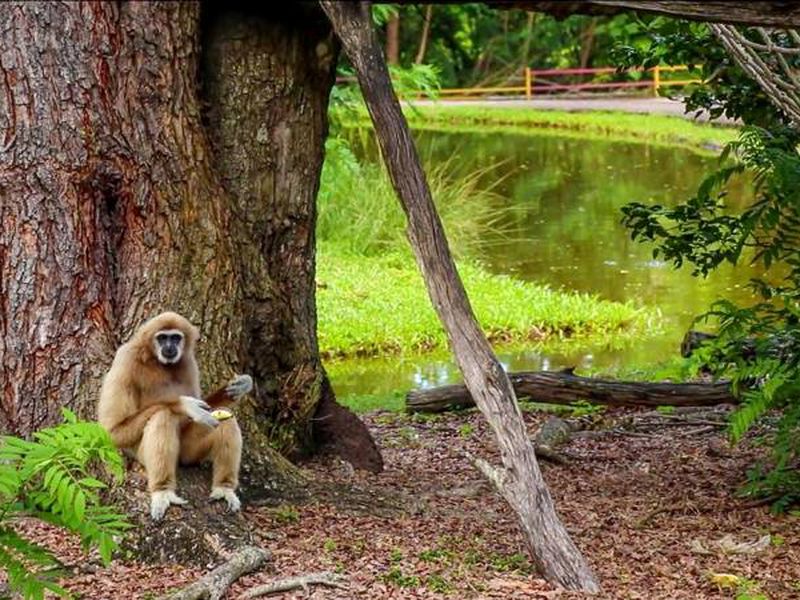 День открытий в Паттайе: сафари-парк, плантации и храмы (10/26)