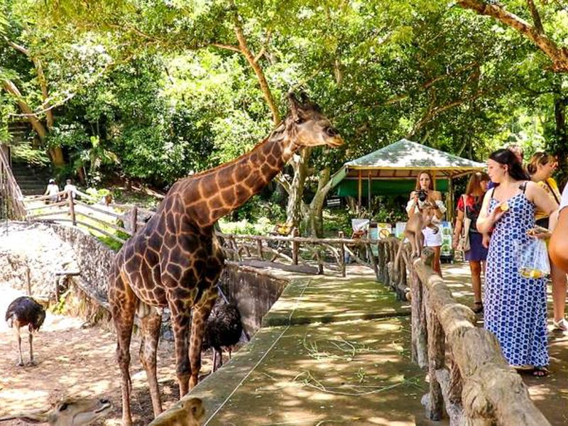 День открытий в Паттайе: сафари-парк, плантации и храмы (20/26)