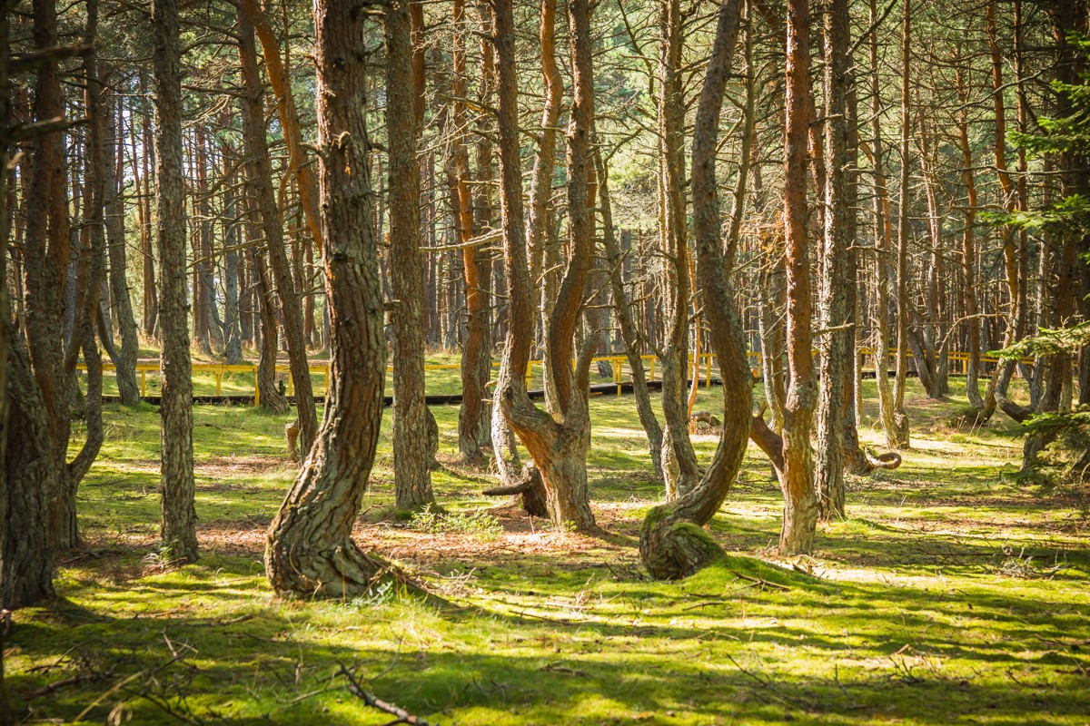 Фото 3 - Экскурсия: "Куршская коса + немецкий форт: в мини-группе из Калининграда"