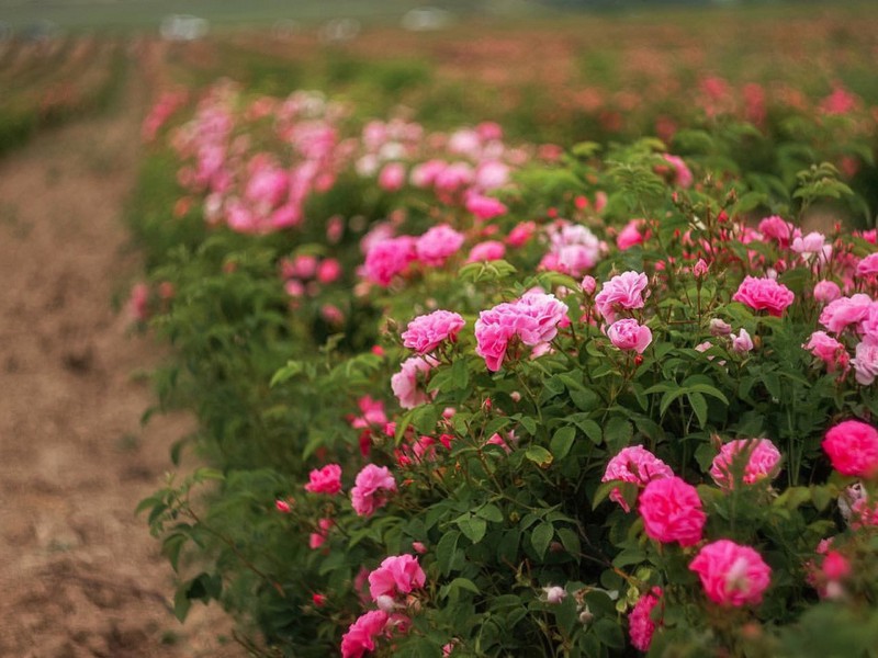 Богатства Ыспарты: поля дамасской розы и озеро Салда из Анталии (6/22)