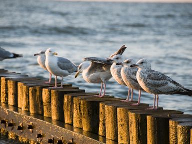 Фото 3 - Экскурсия: "Рыбалка в Калининграде" Фото 3 - Экскурсия: "Рыбалка в Калининграде"