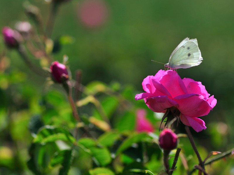 Богатства Ыспарты: поля дамасской розы и озеро Салда из Анталии (19/22)