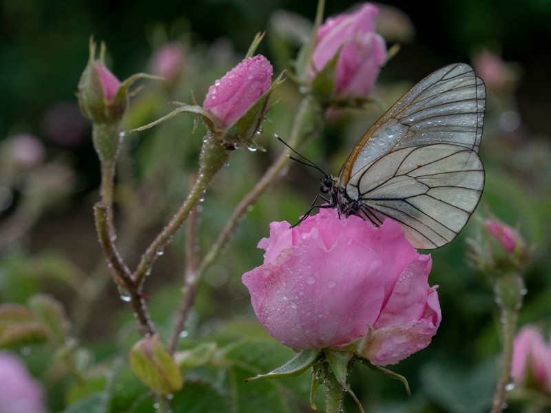 Богатства Ыспарты: поля дамасской розы и озеро Салда из Анталии (5/22)