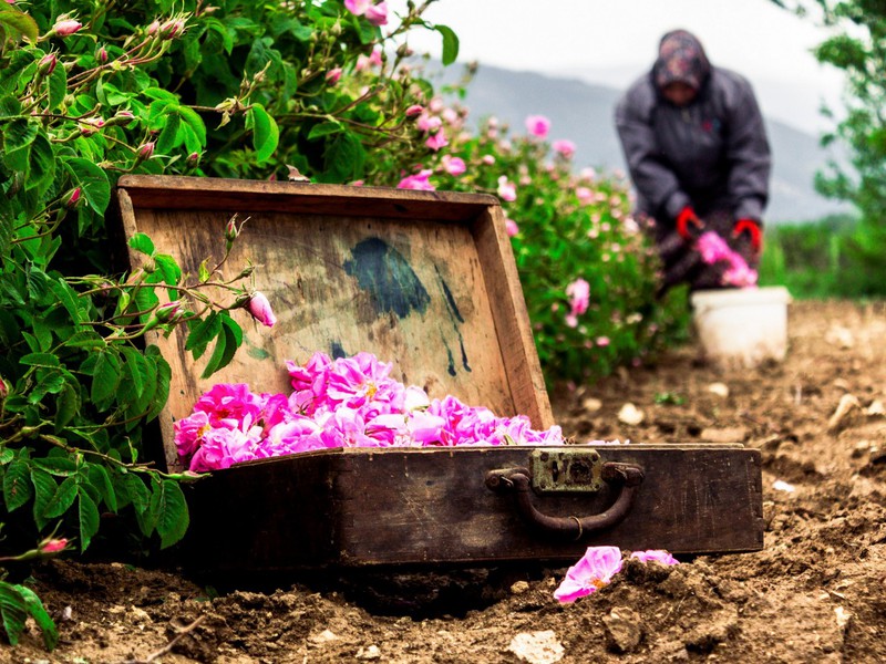 Богатства Ыспарты: поля дамасской розы и озеро Салда из Анталии (17/22)