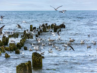 Фото - Экскурсия: "Город-сказка Светлогорск" Фото - Экскурсия: "Город-сказка Светлогорск"