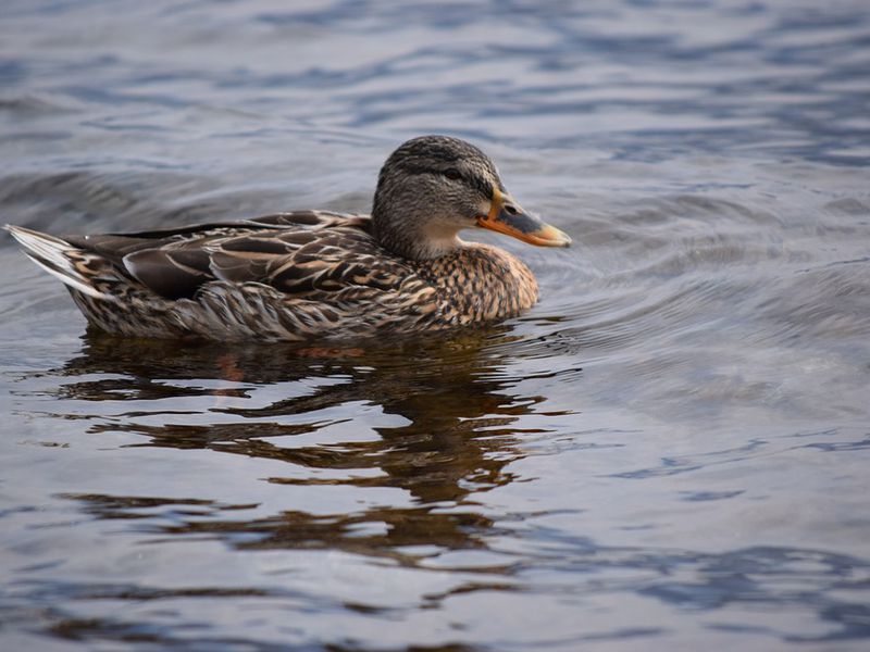 Неизведанный Комо (7/8)