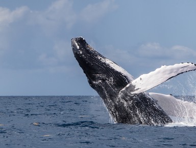 3 в 1: киты, водопад Эль-Лимон и остров Бакарди!