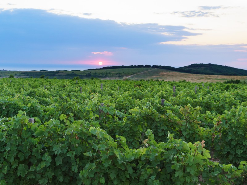 Кипарисовое озеро и винодельни в окрестностях Анапы (7/12)